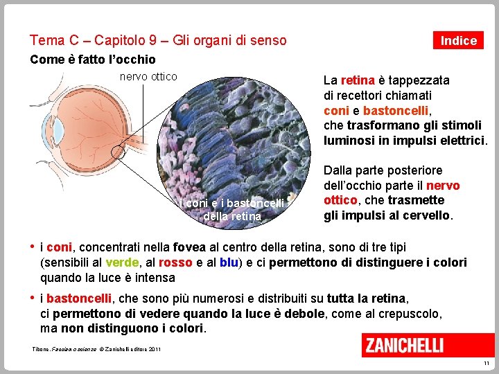 Tema C – Capitolo 9 – Gli organi di senso Indice Come è fatto