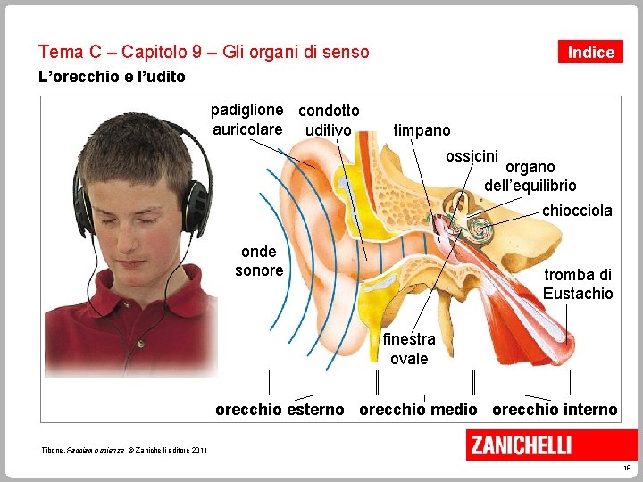 Tema C – Capitolo 9 – Gli organi di senso Indice L’orecchio e l’udito