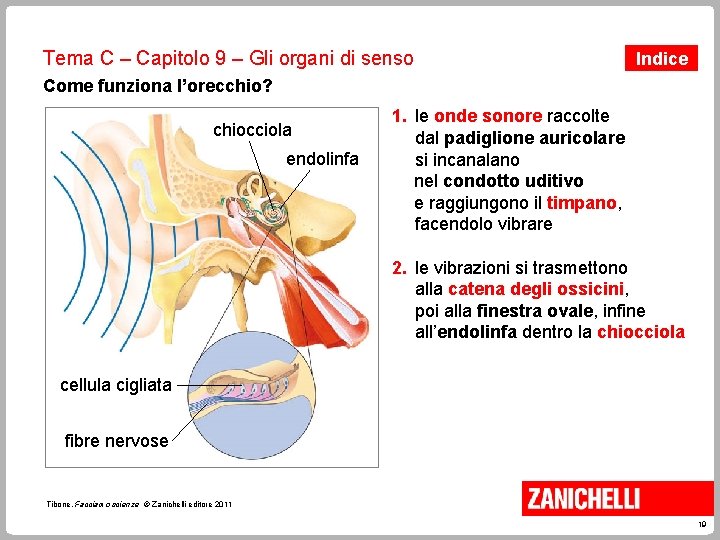 Tema C – Capitolo 9 – Gli organi di senso Indice Come funziona l’orecchio?