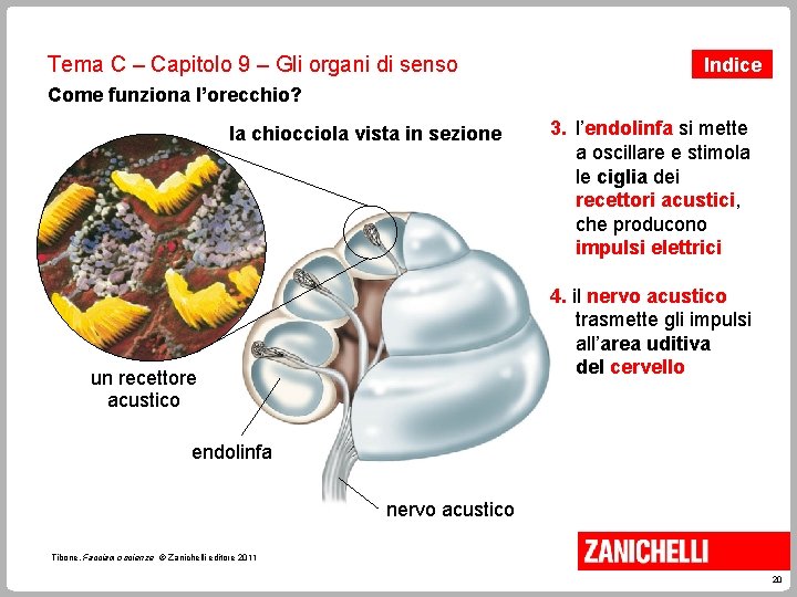 Tema C – Capitolo 9 – Gli organi di senso Indice Come funziona l’orecchio?