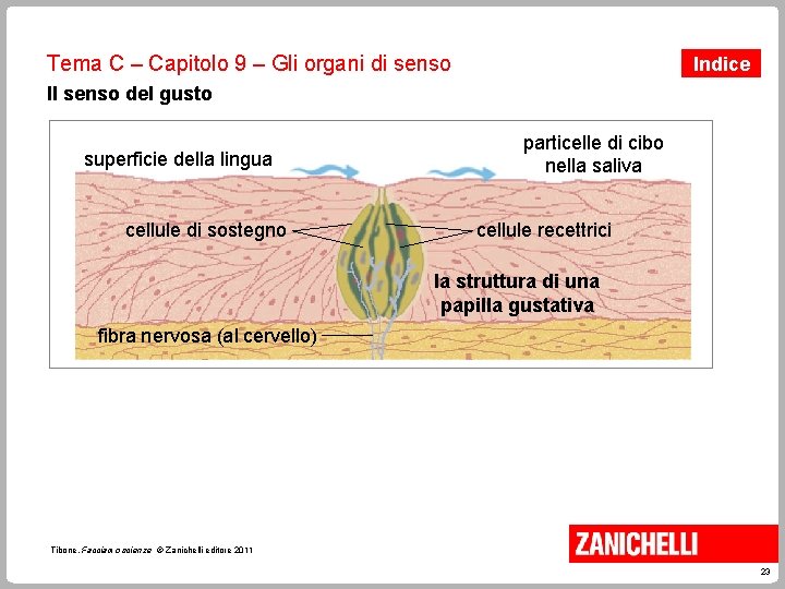 Tema C – Capitolo 9 – Gli organi di senso Indice Il senso del