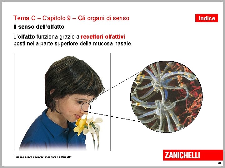 Tema C – Capitolo 9 – Gli organi di senso Indice Il senso dell’olfatto