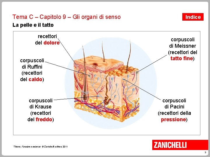 Tema C – Capitolo 9 – Gli organi di senso Indice La pelle e