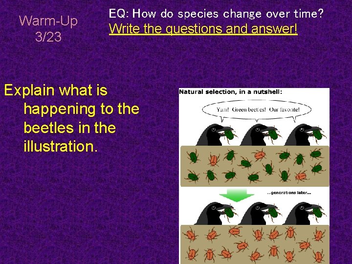 Warm-Up 3/23 EQ: How do species change over time? Write the questions and answer!