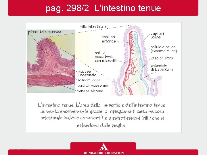 pag. 298/2 L’intestino tenue 