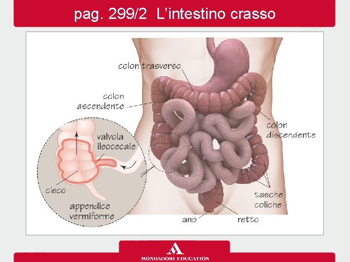 pag. 299/2 L’intestino crasso 