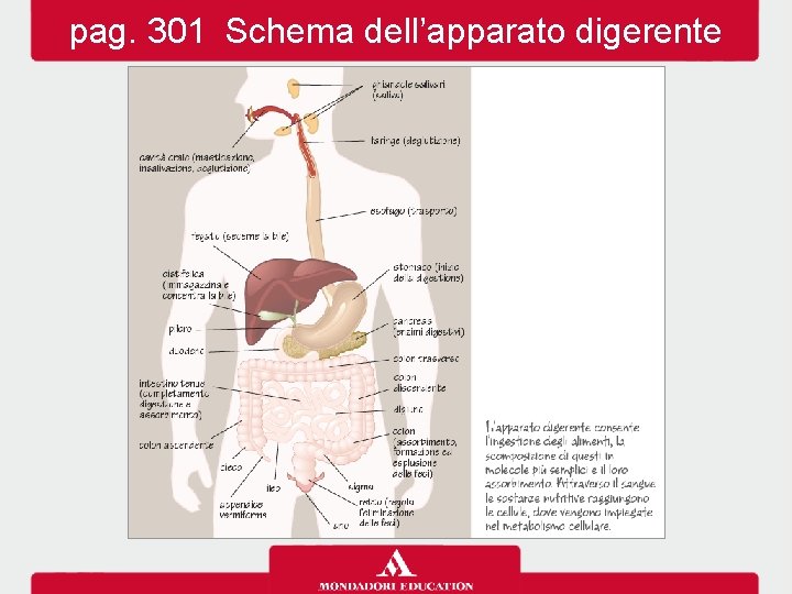 pag. 301 Schema dell’apparato digerente 