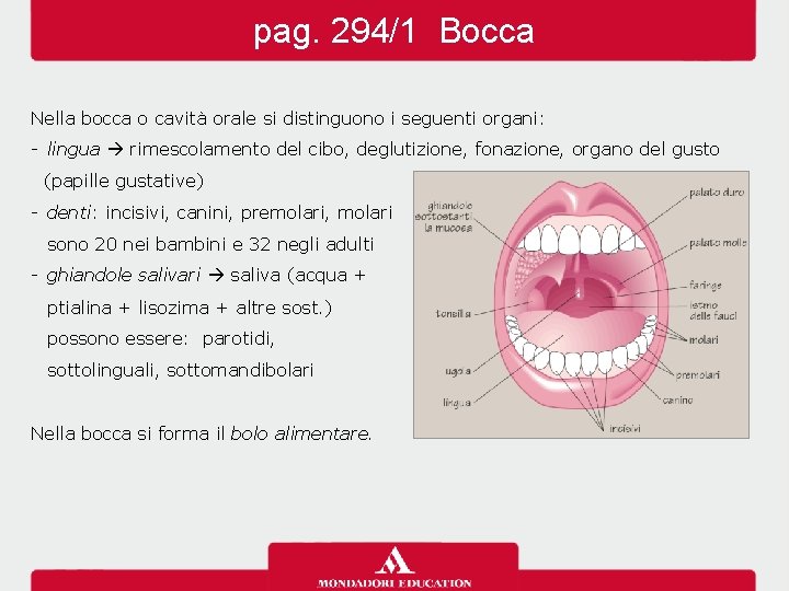 pag. 294/1 Bocca Nella bocca o cavità orale si distinguono i seguenti organi: -