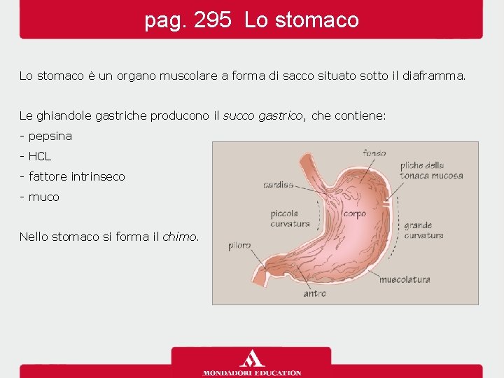 pag. 295 Lo stomaco è un organo muscolare a forma di sacco situato sotto