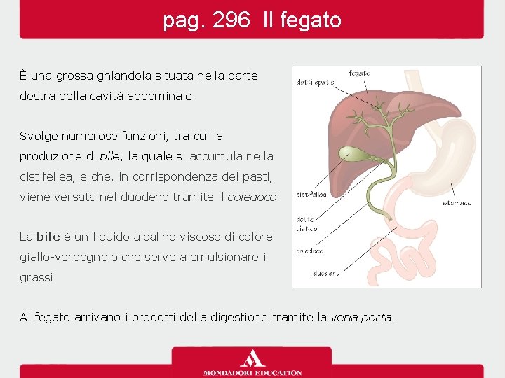 pag. 296 Il fegato È una grossa ghiandola situata nella parte destra della cavità