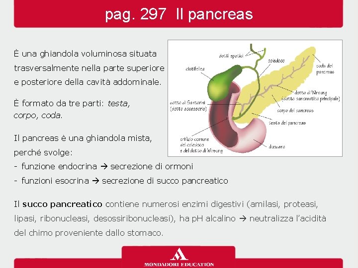 pag. 297 Il pancreas È una ghiandola voluminosa situata trasversalmente nella parte superiore e