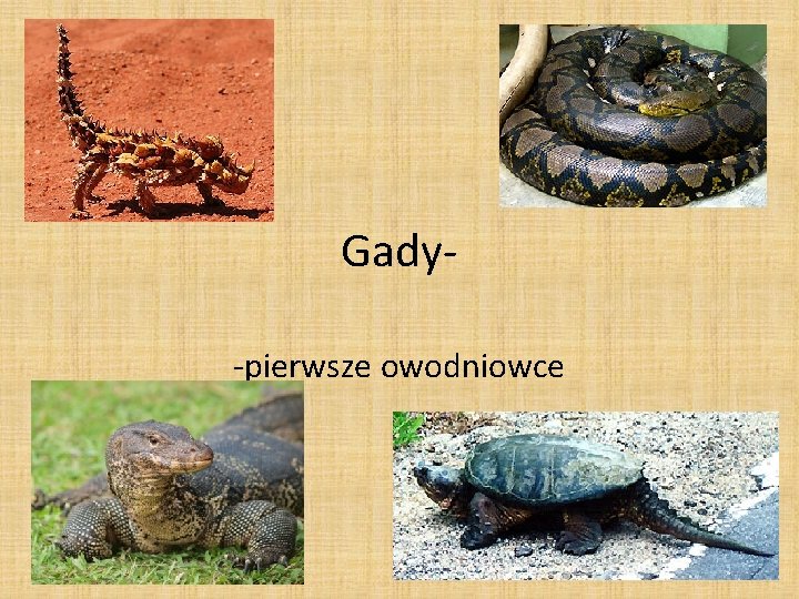 Gady-pierwsze owodniowce 