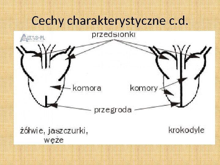 Cechy charakterystyczne c. d. • Serce: 2 przedsionki i 1 komora z niecałkowitą przegrodą