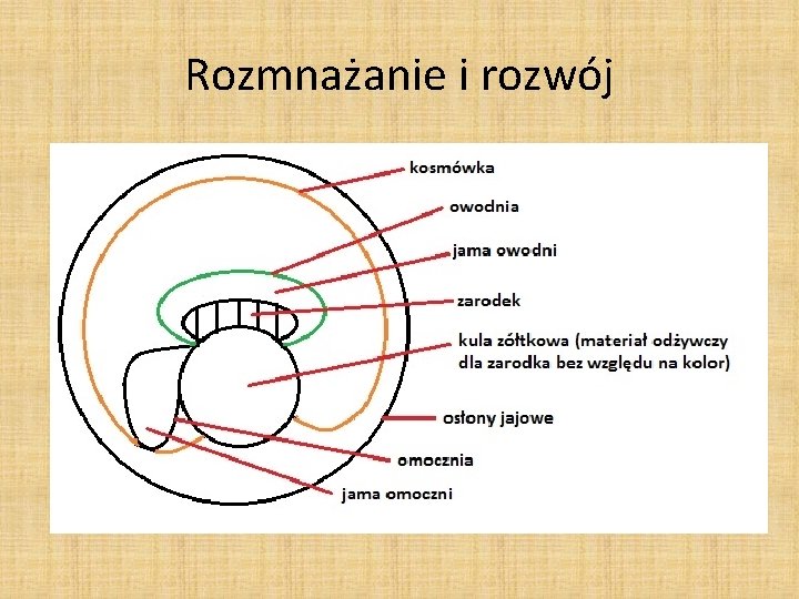 Rozmnażanie i rozwój 