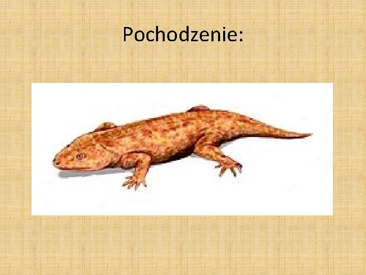 Pochodzenie: 