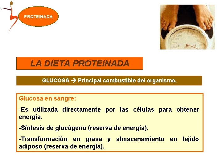 PROTEINADA LA DIETA PROTEINADA GLUCOSA Principal combustible del organismo. Glucosa en sangre: -Es utilizada