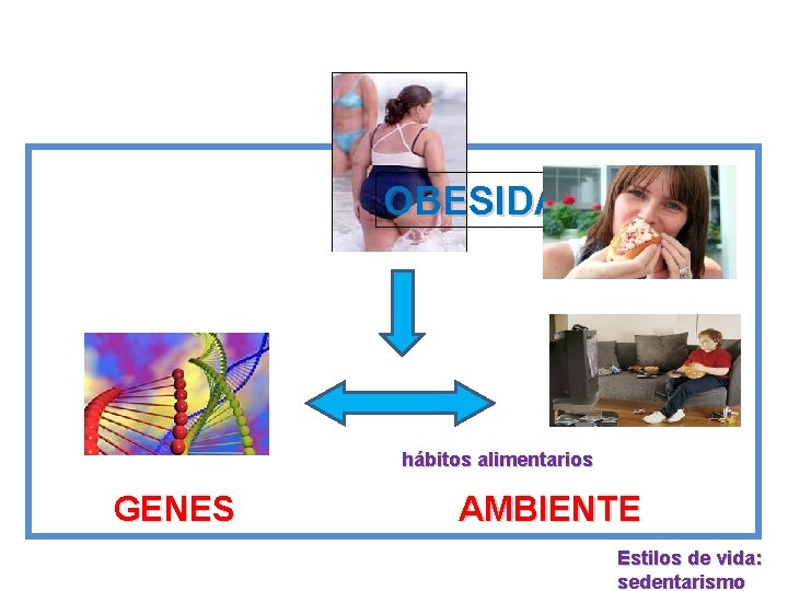 OBESIDAD hábitos alimentarios GENES AMBIENTE Estilos de vida: sedentarismo 