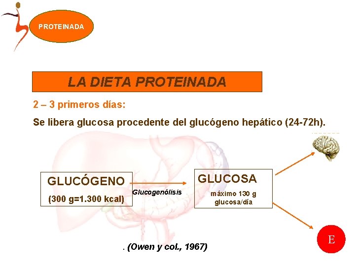 PROTEINADA LA DIETA PROTEINADA 2 – 3 primeros días: Se libera glucosa procedente del