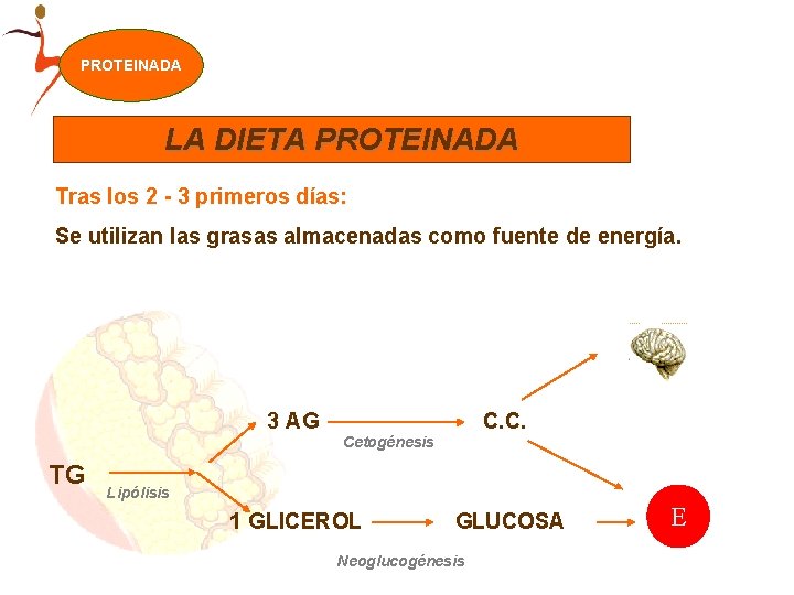 PROTEINADA LA DIETA PROTEINADA Tras los 2 - 3 primeros días: Se utilizan las