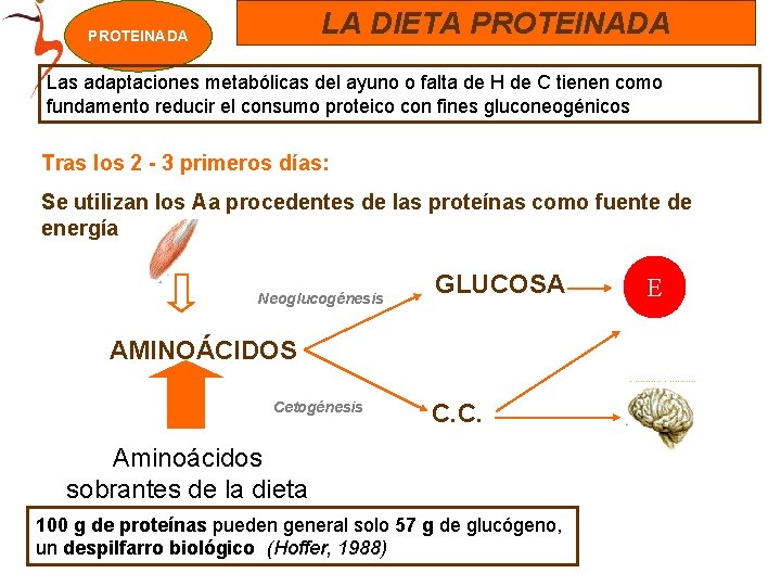 LA DIETA PROTEINADA Las adaptaciones metabólicas del ayuno o falta de H de C