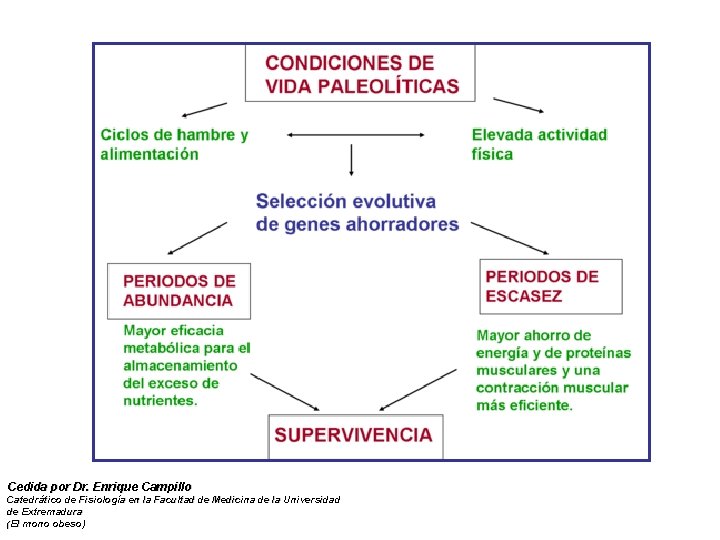 Cedida por Dr. Enrique Campillo Catedrático de Fisiología en la Facultad de Medicina de