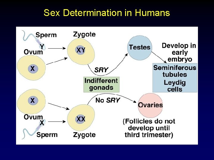 Sex Determination in Humans 