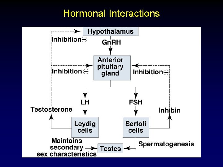 Hormonal Interactions 