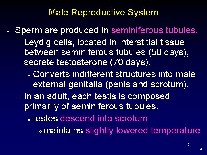 Male Reproductive System • Sperm are produced in seminiferous tubules. – Leydig cells, located