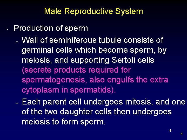 Male Reproductive System • Production of sperm – Wall of seminiferous tubule consists of