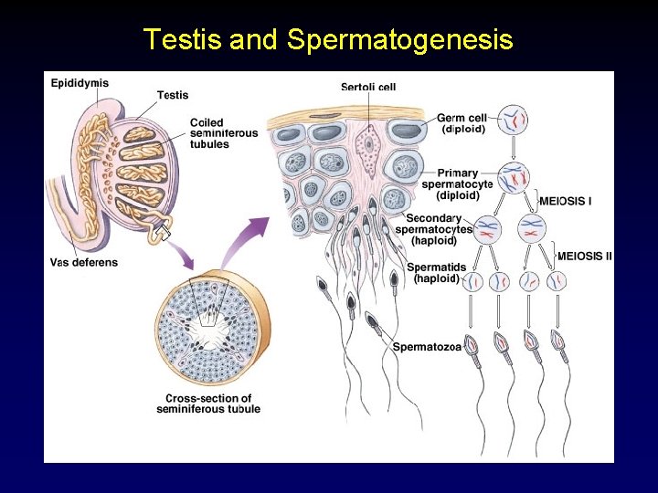 Testis and Spermatogenesis 