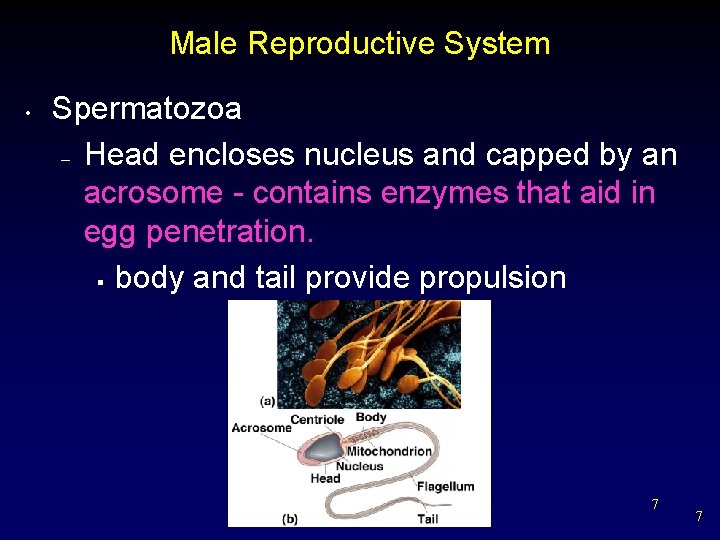 Male Reproductive System • Spermatozoa – Head encloses nucleus and capped by an acrosome