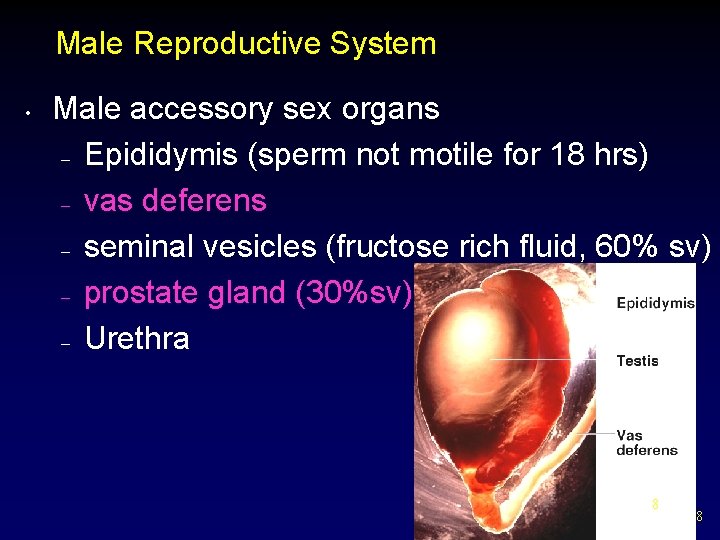 Male Reproductive System • Male accessory sex organs – Epididymis (sperm not motile for