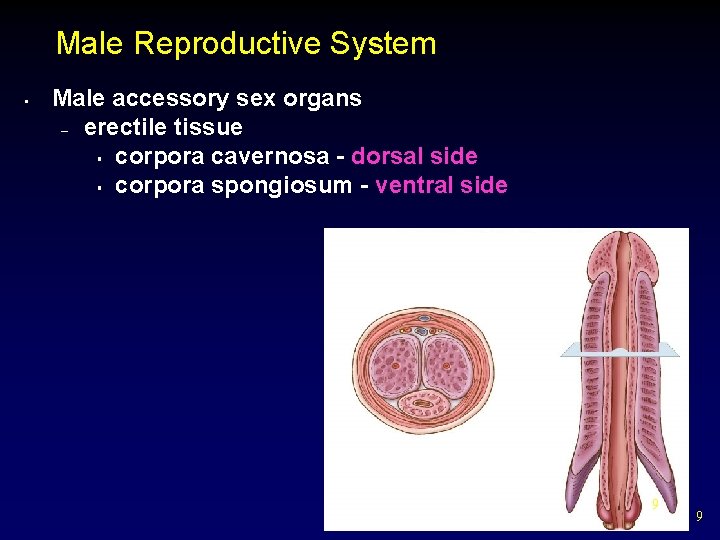 Male Reproductive System • Male accessory sex organs – erectile tissue § corpora cavernosa
