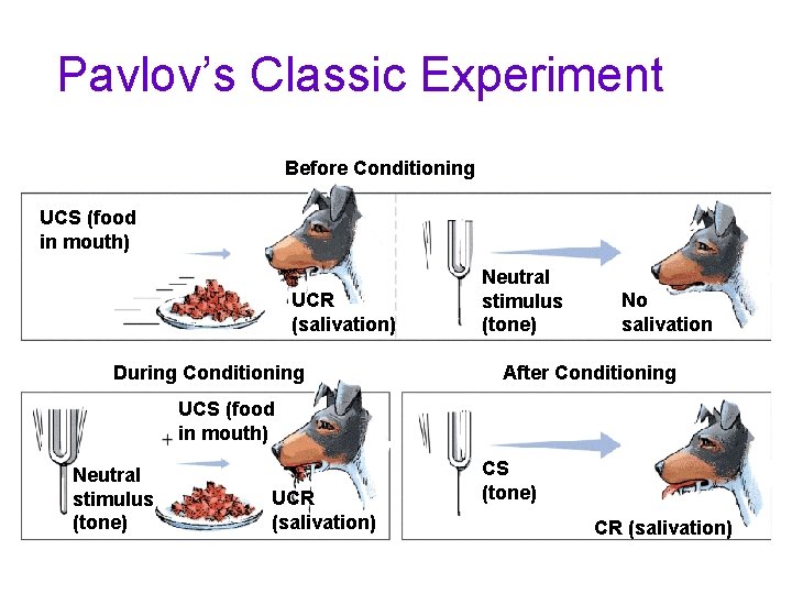 Pavlov’s Classic Experiment Before Conditioning UCS (food in mouth) UCR (salivation) During Conditioning Neutral