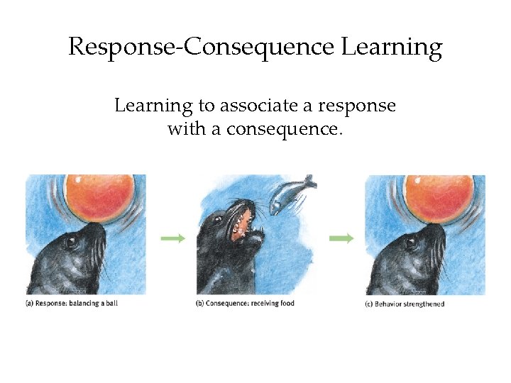 Response-Consequence Learning to associate a response with a consequence. 