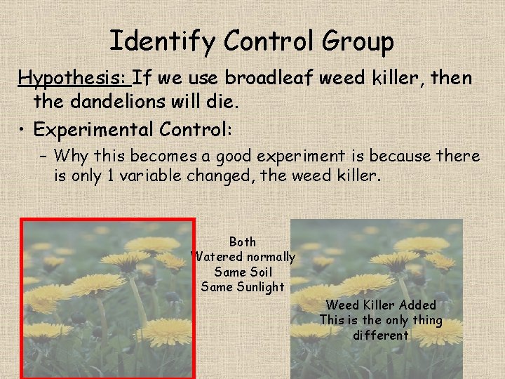 Identify Control Group Hypothesis: If we use broadleaf weed killer, then the dandelions will