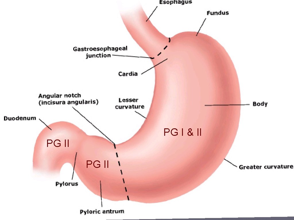 PG I & II PG II 