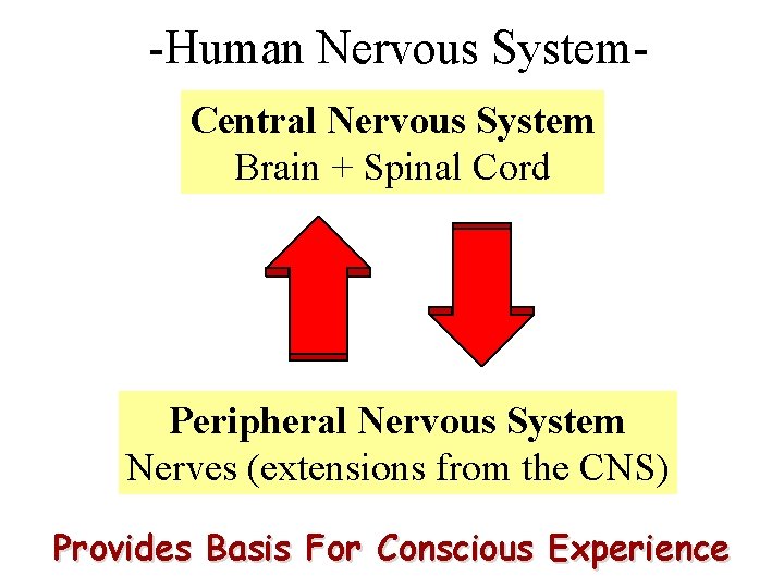 -Human Nervous System. Central Nervous System Brain + Spinal Cord Peripheral Nervous System Nerves