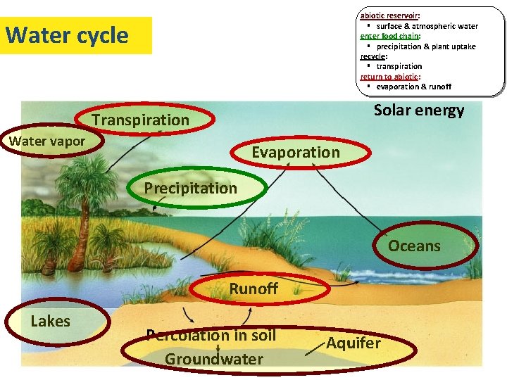 abiotic reservoir: § surface & atmospheric water enter food chain: § precipitation & plant