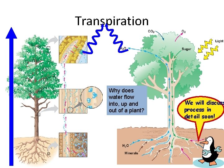 Transpiration Why does water flow into, up and out of a plant? We will