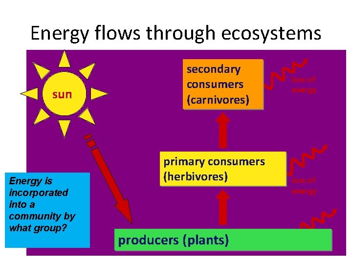 Energy flows through ecosystems sun Energy is incorporated into a community by what group?