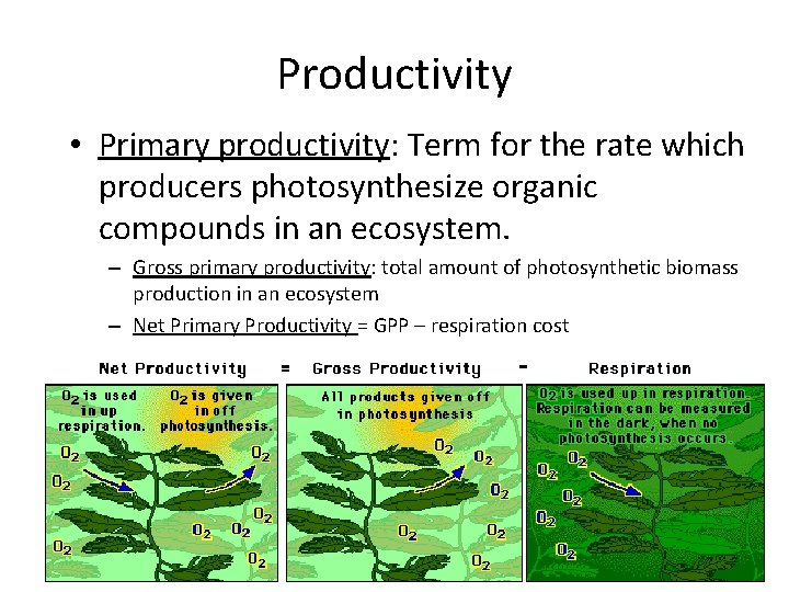 Productivity • Primary productivity: Term for the rate which producers photosynthesize organic compounds in