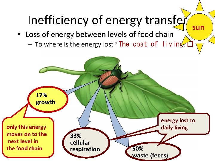 Inefficiency of energy transfer • Loss of energy between levels of food chain sun