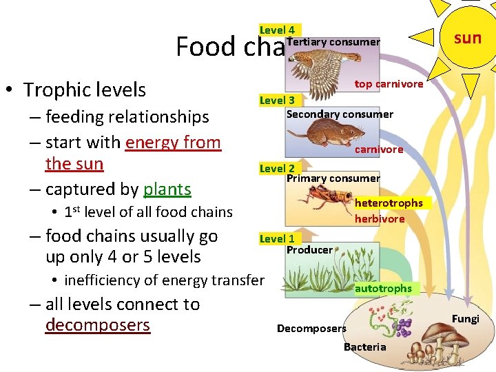 Level 4 Tertiary consumer Food chains • Trophic levels – feeding relationships – start