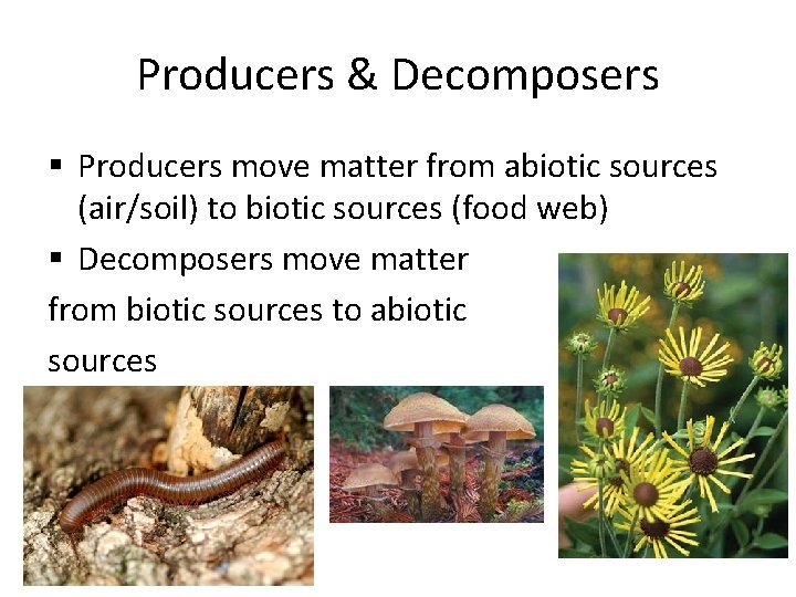 Producers & Decomposers § Producers move matter from abiotic sources (air/soil) to biotic sources