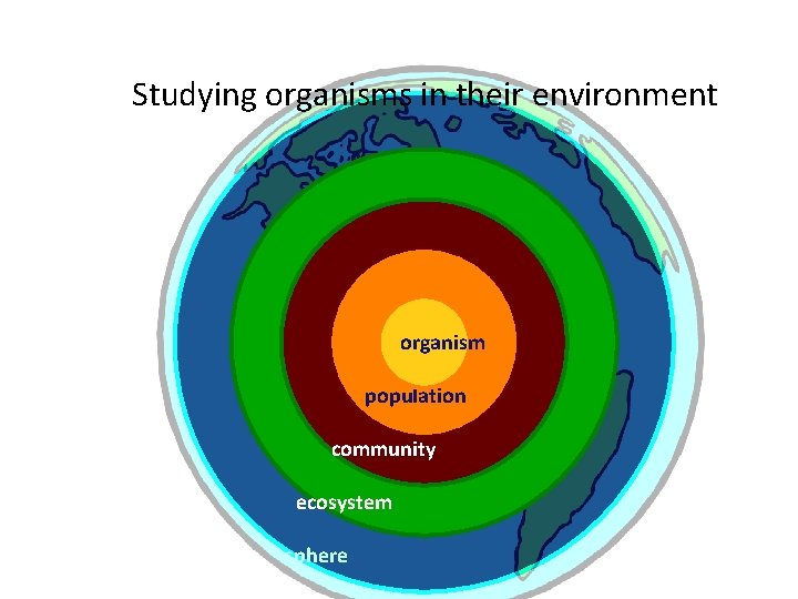 Studying organisms in their environment organism population community ecosystem biosphere 