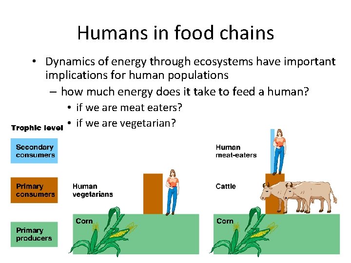 Humans in food chains • Dynamics of energy through ecosystems have important implications for