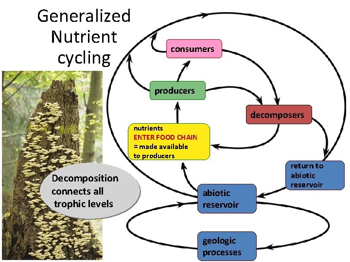 Generalized Nutrient cycling consumers producers consumers decomposers nutrients ENTERnutrients FOOD CHAIN made available =