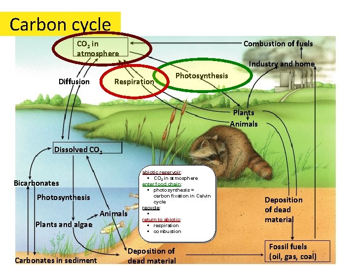 Carbon cycle CO 2 in atmosphere Diffusion Combustion of fuels Industry and home Respiration