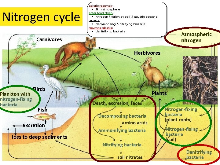 Nitrogen cycle abiotic reservoir: § N in atmosphere enter food chain: § nitrogen fixation